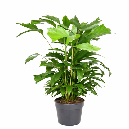 Vissenstaartpalm - Caryota Mitis (Ø24cm, 120cm hoog)