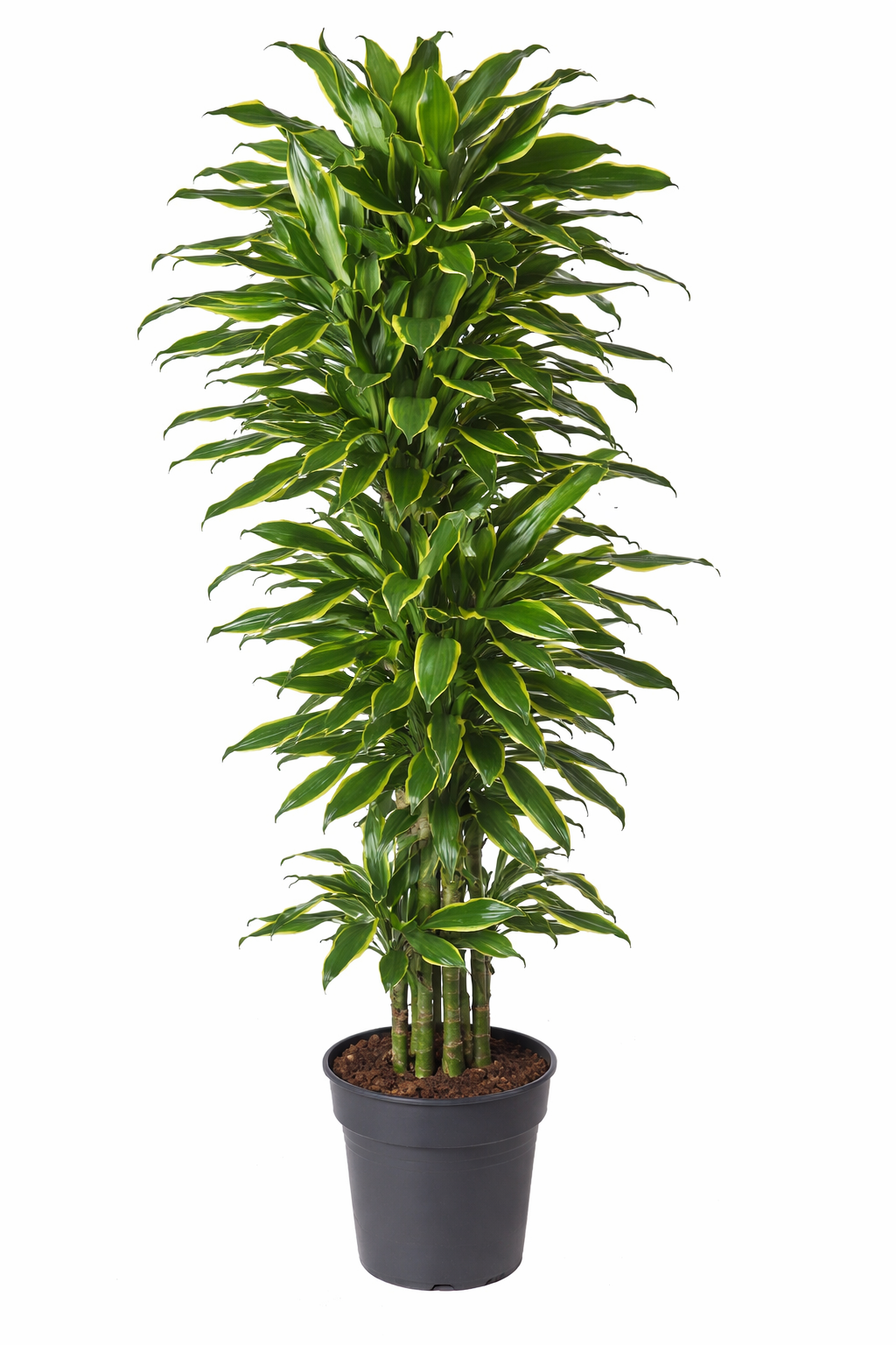 Drakenbloedboom Gold Coast - Dracaena (Ø21cm, 90cm hoog)