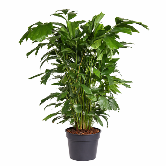 Caryota mitis / Vissenstaartpalm Ø27cm H140cm