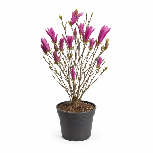 Magnolia Susan / Beverboom