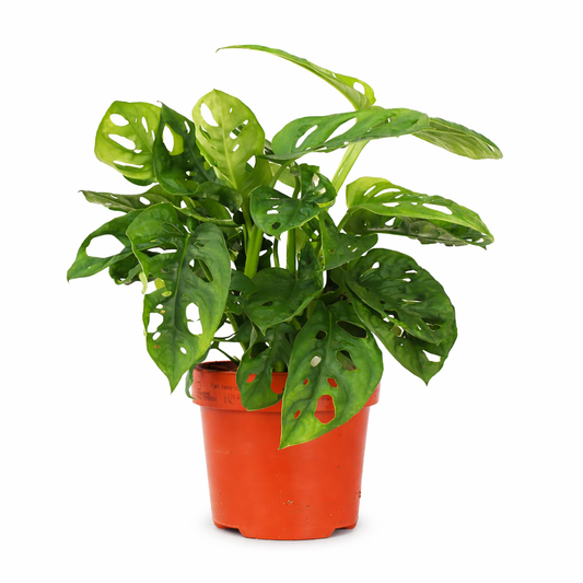 Monstera Adansonii / Monkey leaf