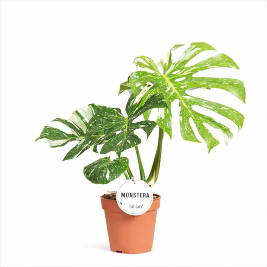 Monstera Thai Constellation