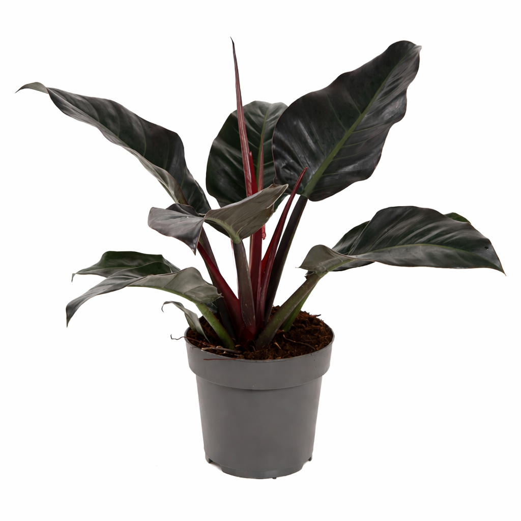 Philodendron Imperial Red Ø24cm · H60cm