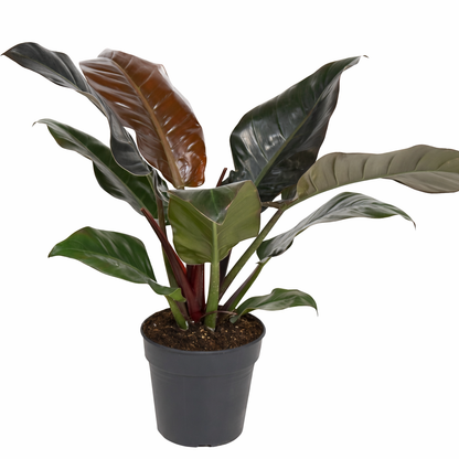 Philodendron Imperial Red (Ø19cm, 60cm hoog)
