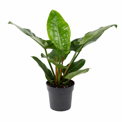 Philodendron Imperial Green Ø24cm · H70cm