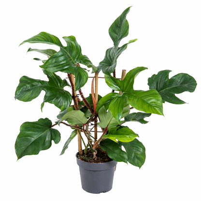 Philodendron Red Wonder (Ø19cm, 60cm hoog)