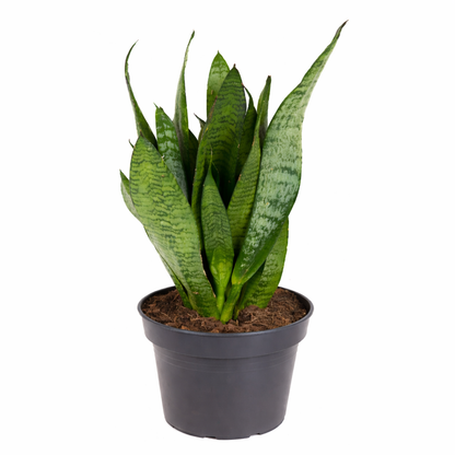 Vrouwentong - Sansevieria Zeylanica (Ø17cm, 60cm hoog)