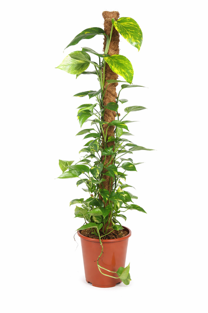 Epipremnum Pinnatum - Drakenstaart Ø27cm · H150cm