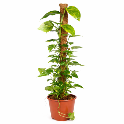 Epipremnum Pinnatum - Drakenstaart Ø27cm · H150cm