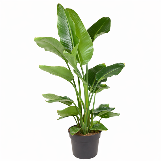 Paradijsvogelplant - Strelitzia Nicolai (Ø24cm, 110cm hoog)