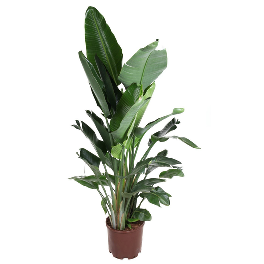 Strelitzia Nicolai / Paradijsvogelplant Ø38cm H200cm