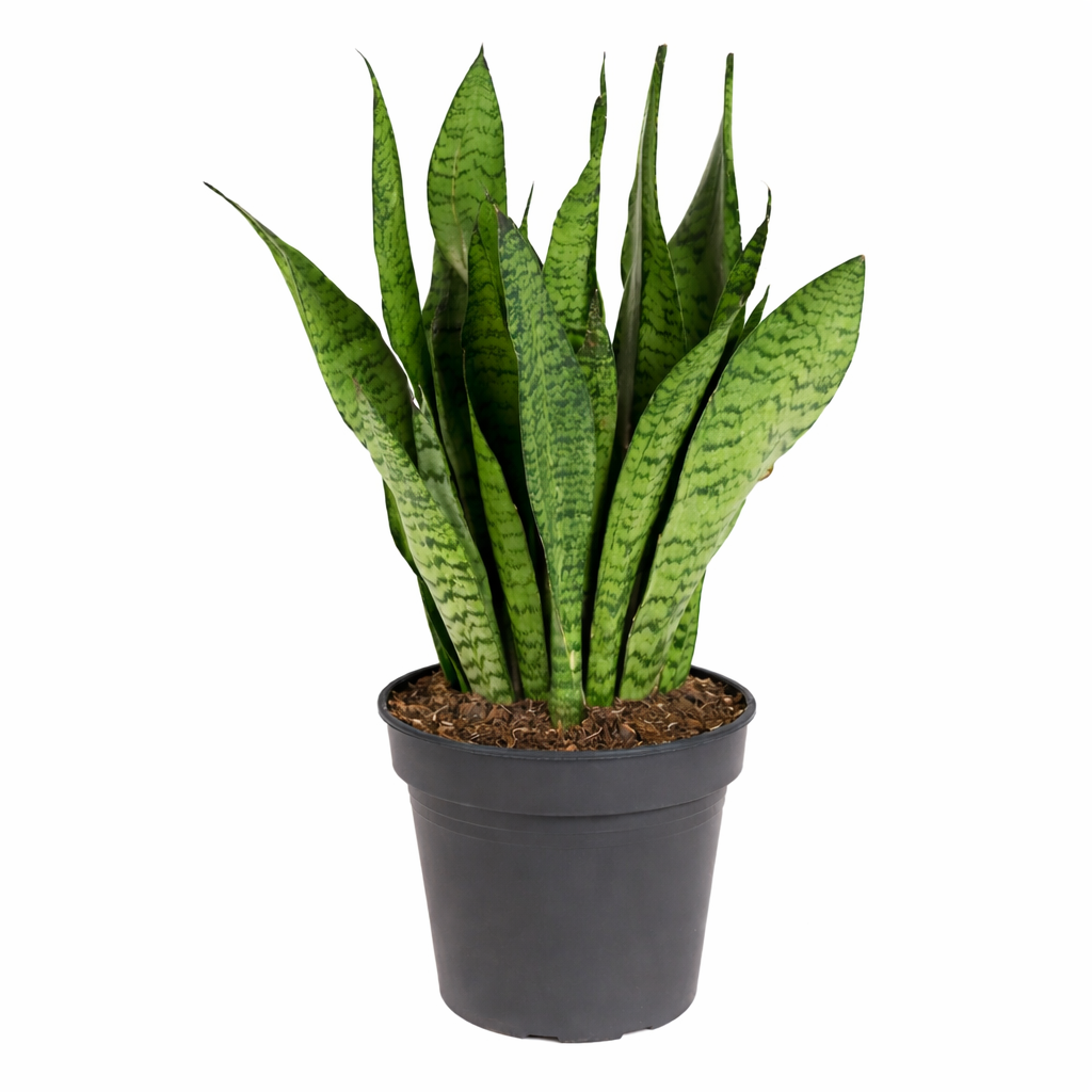 Sansevieria zeylanica / Vrouwentong Ø19cm · H70cm