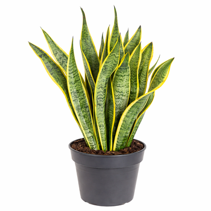 Sansevieria laurentii / Vrouwentong Ø24cm · H80cm