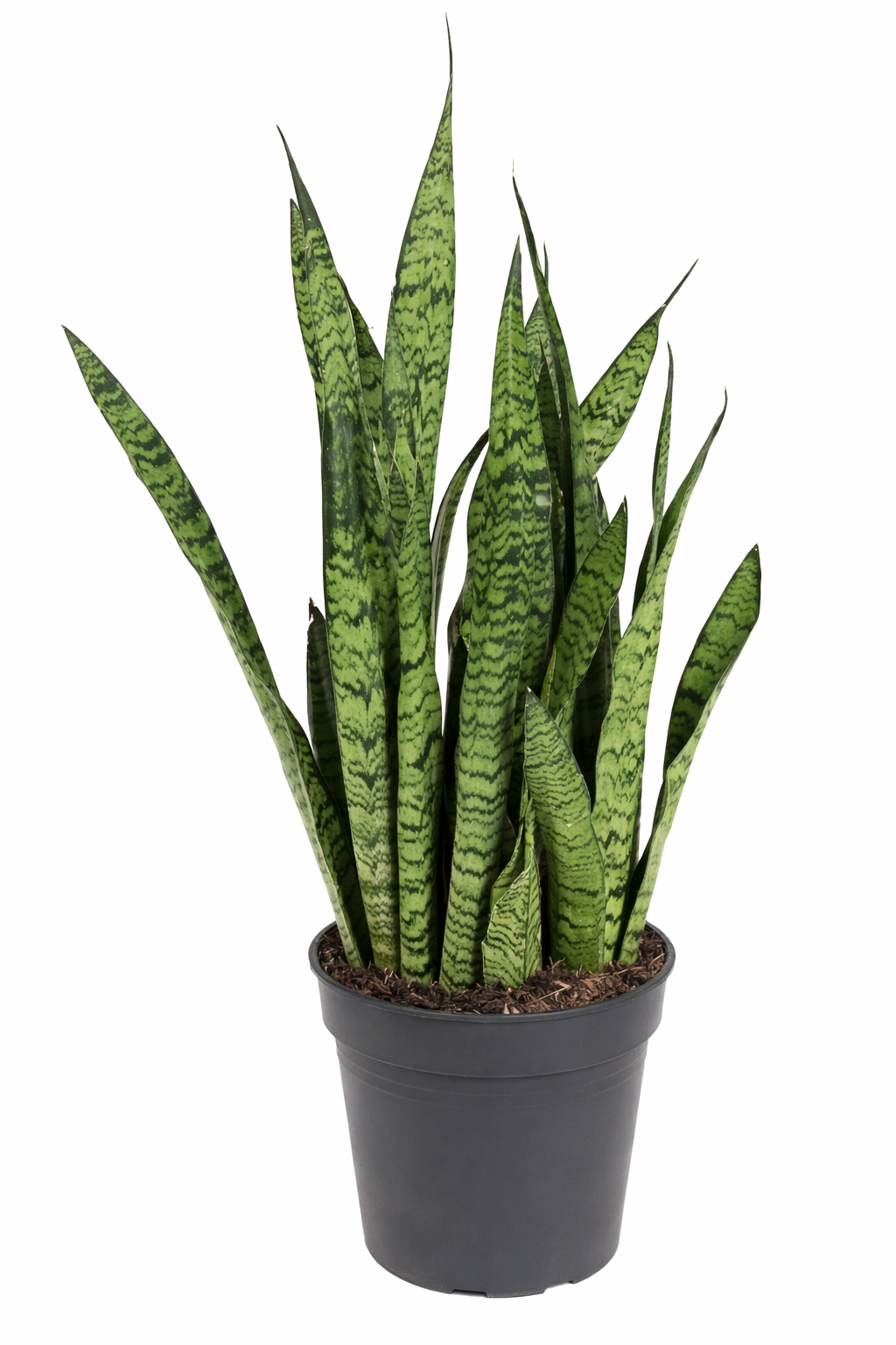 Sansevieria zeylanica / Vrouwentong Ø24cm · H80cm