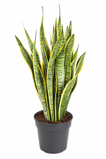 Sansevieria laurentii / Vrouwentong Ø24cm · H80cm