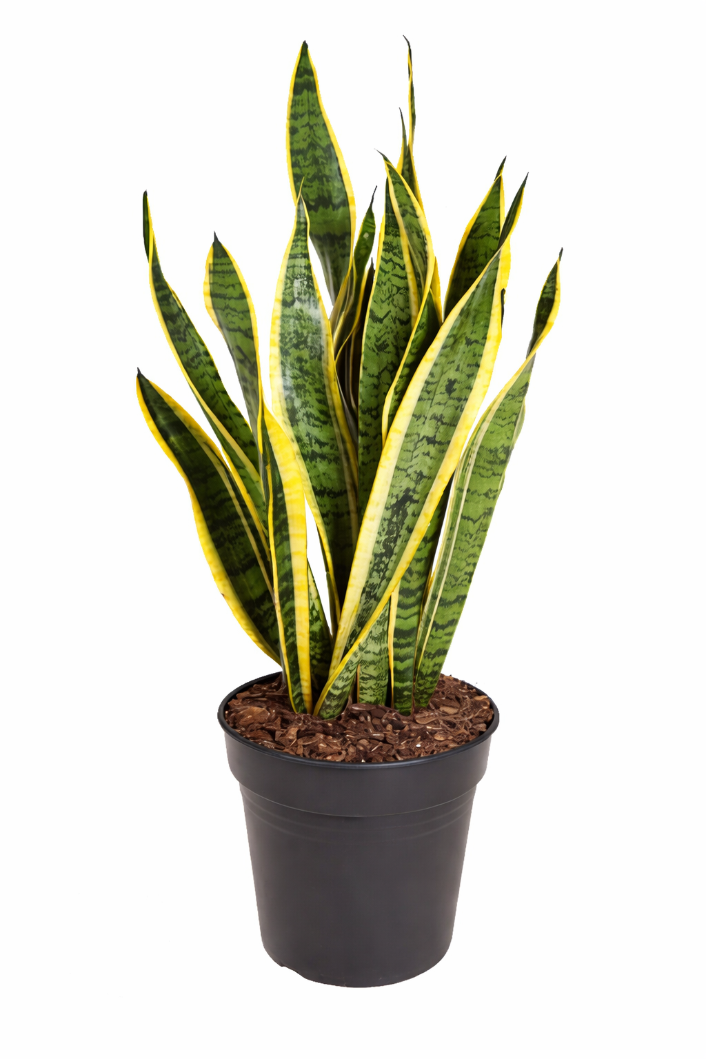 Sansevieria laurentii / Vrouwentong Ø21cm · H80cm