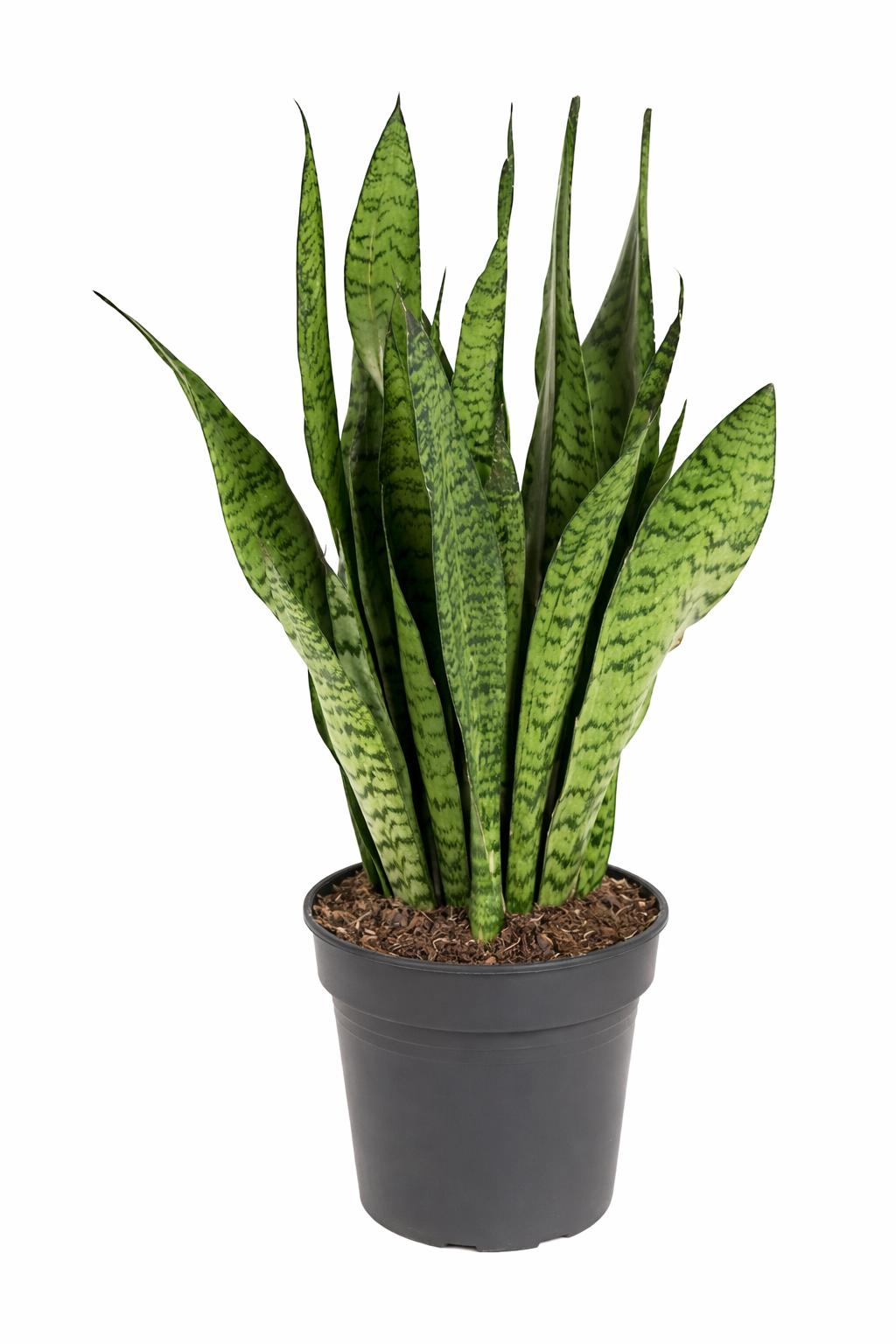 Sansevieria zeylanica / Vrouwentong Ø19cm · H70cm