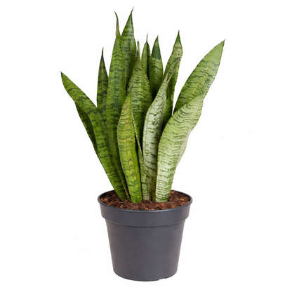 Sansevieria zeylanica / Vrouwentong Ø21cm · H80cm
