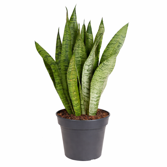 Sansevieria zeylanica / Vrouwentong Ø21cm · H80cm