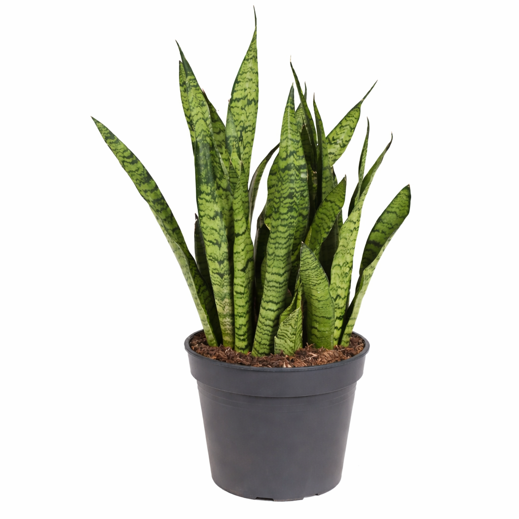 Sansevieria zeylanica / Vrouwentong Ø24cm · H80cm