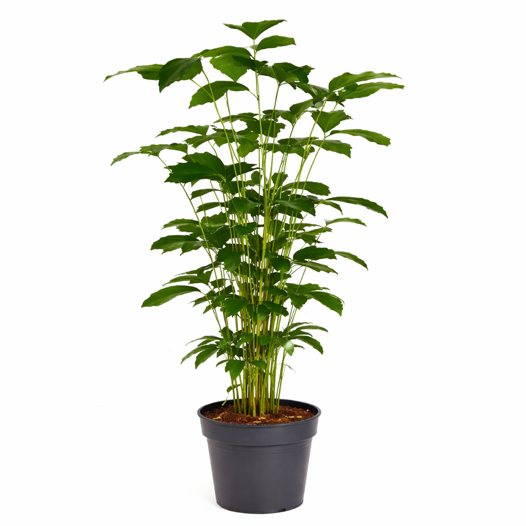 Caryota mitis / Vissenstaartpalm Ø31cm H160cm