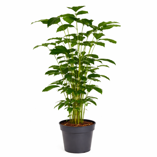 Caryota mitis / Vissenstaartpalm Ø31cm H160cm