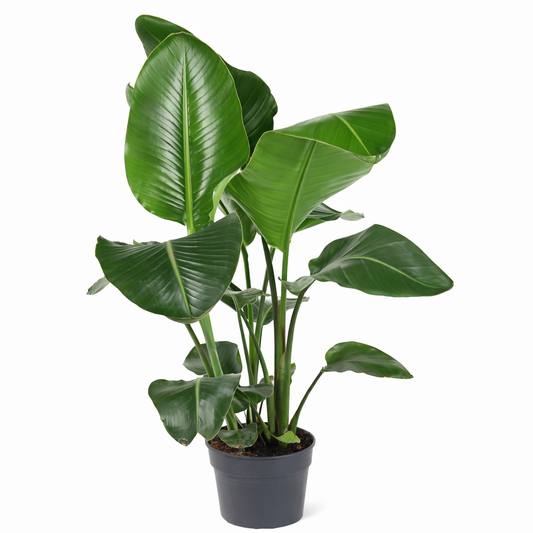 Strelitzia Nicolai / Paradijsvogelplant Ø31cm H140cm