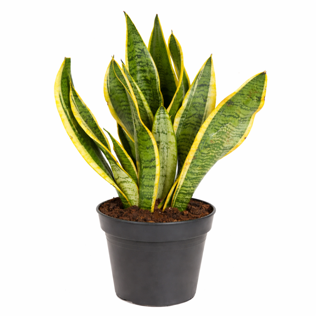 Sansevieria laurentii / Vrouwentong Ø17cm · H50cm