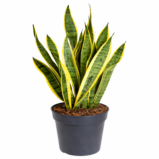 Sansevieria laurentii / Vrouwentong Ø21cm · H80cm