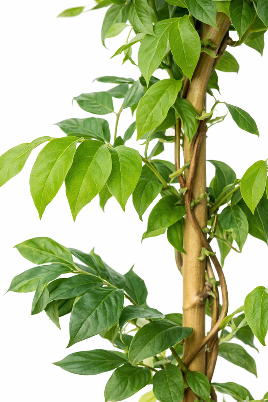 Blauwe regen / Wisteria floribunda domino