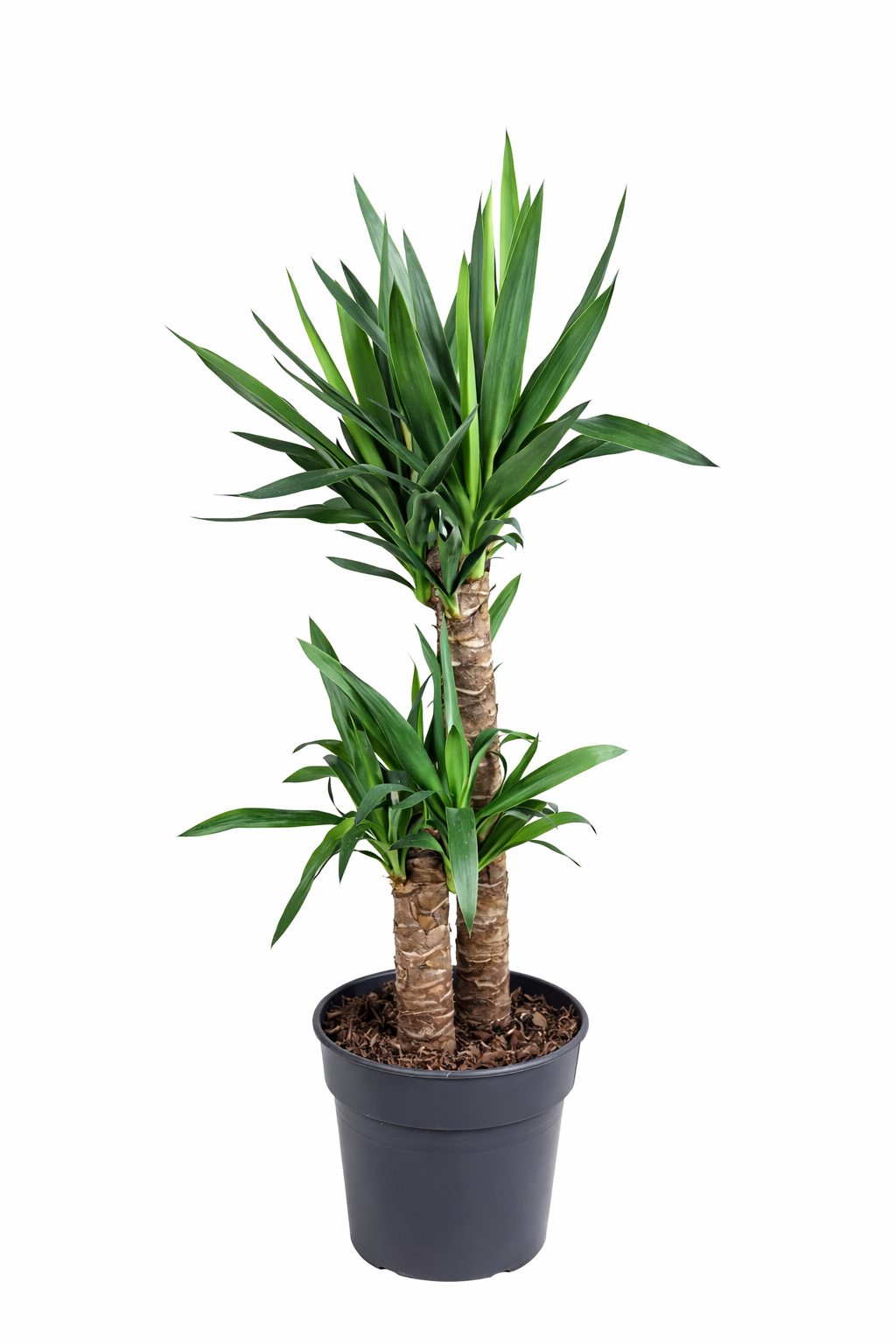 Yucca / Palmlelie Ø21cm H100cm