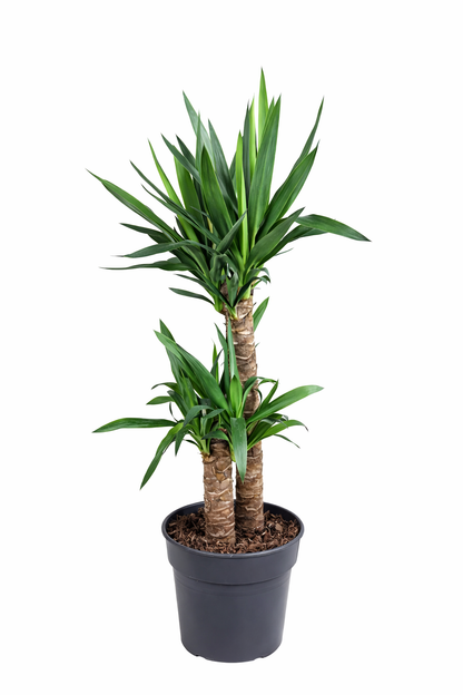 Yucca / Palmlelie Ø21cm H100cm
