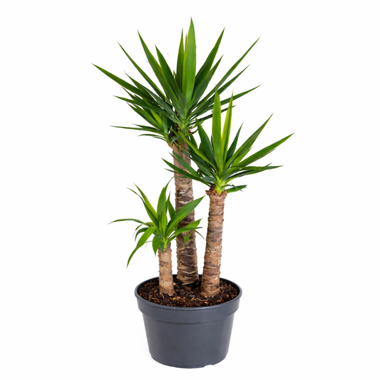 Yucca / Palmlelie Ø27cm H130cm