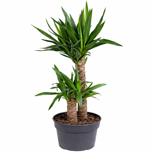Yucca / Palmlelie Ø21cm H100cm