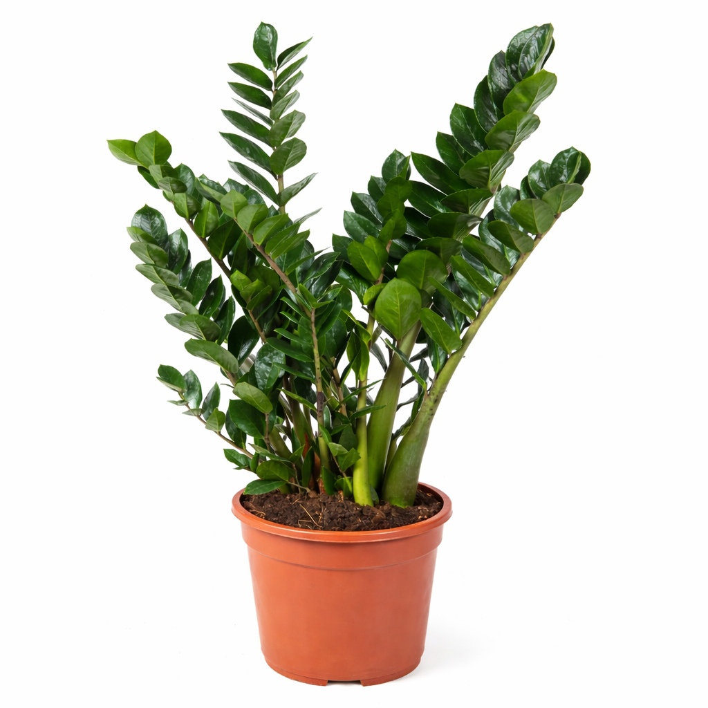 ZZ-plant - Zamioculcas Zamiifolia (Ø21cm, 80cm hoog)