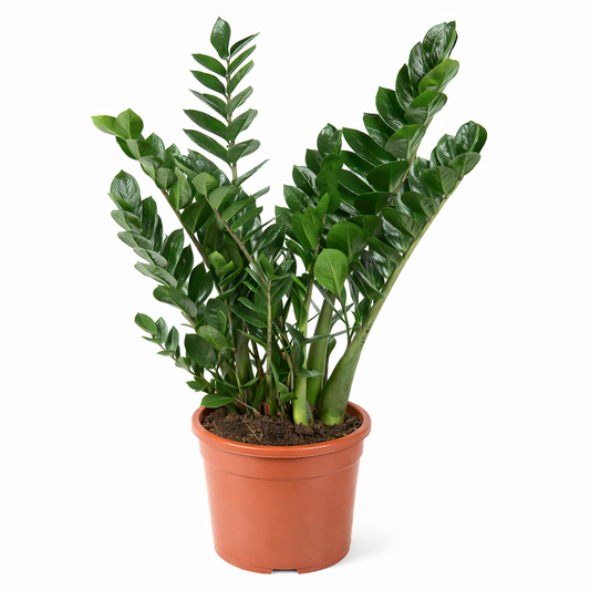 Zamioculcas Zamiifolia Ø24cm H80cm