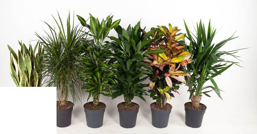 Plant