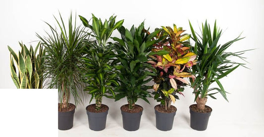 Plant