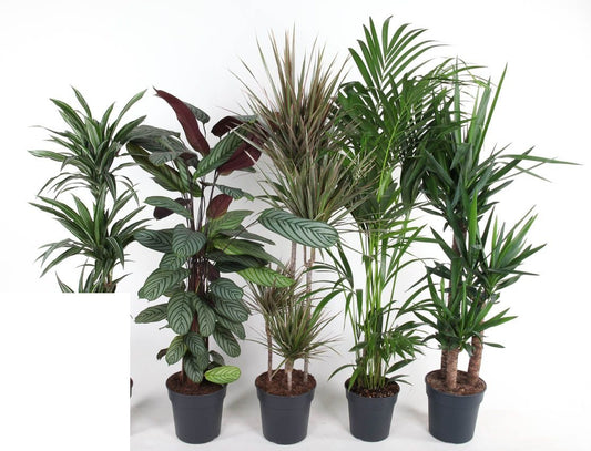 Plant