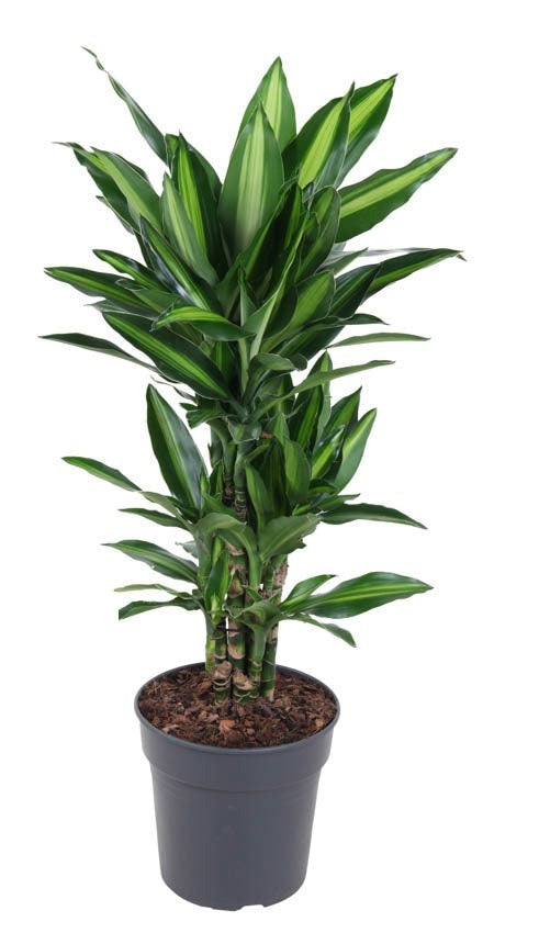 Dracaena Silindo vertakt