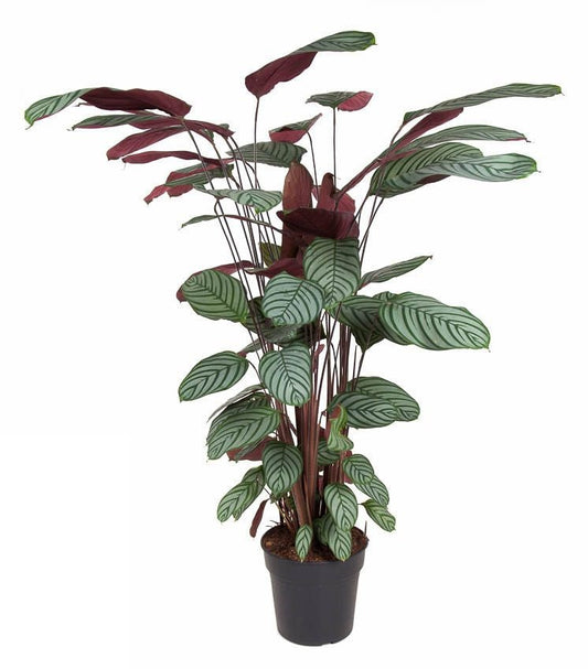Calathea Oppenheimiana