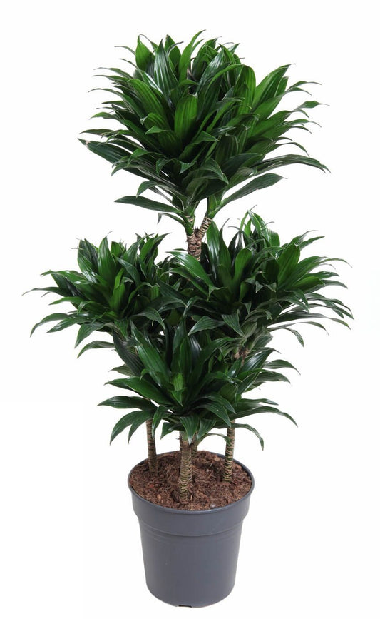 Dracaena Compacta carrousel