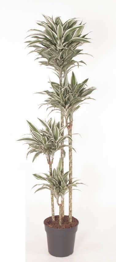 Dracaena White Jewel