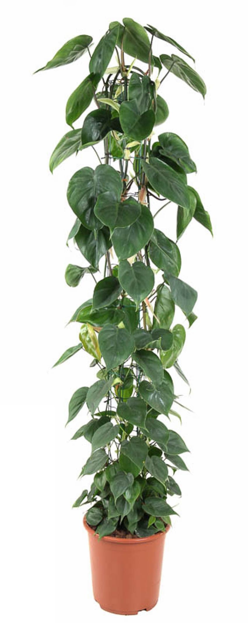 Philodendron Scandens zuil