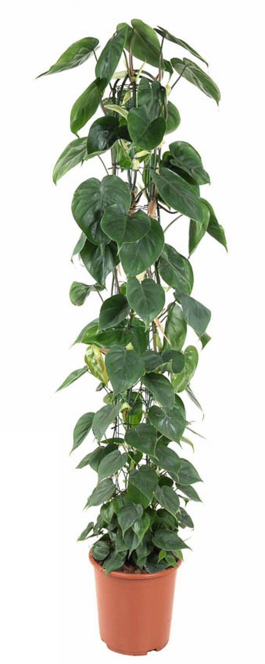 Philodendron Scandens zuil