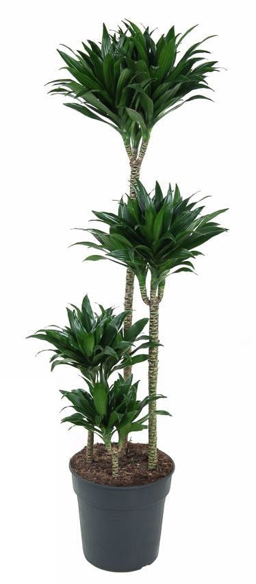 Grote planten