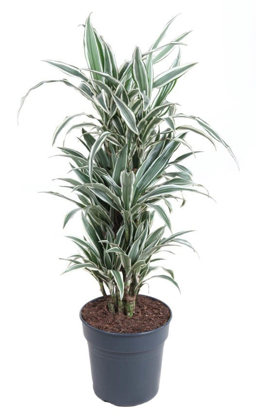 Dracaena White Stripe vertakt