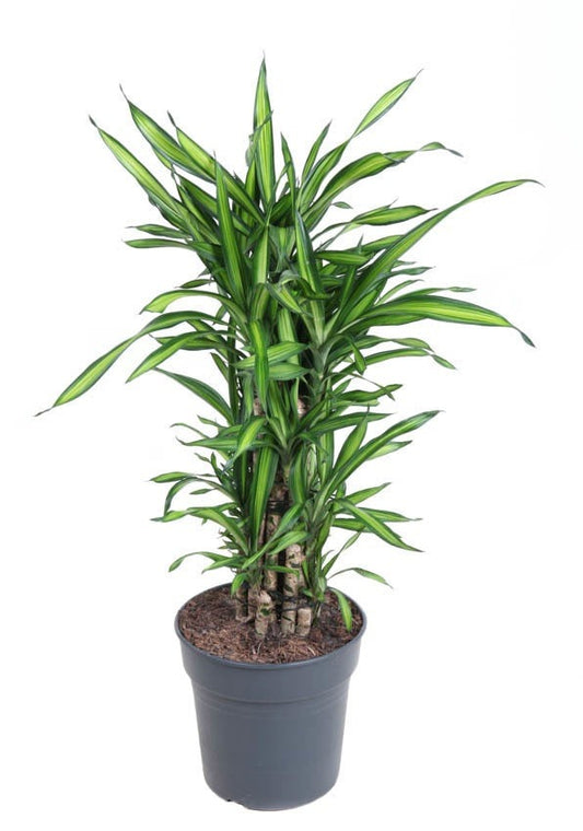 Dracaena Riki vertakt