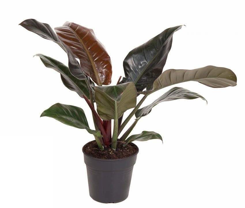 Philodendron Imperial Red