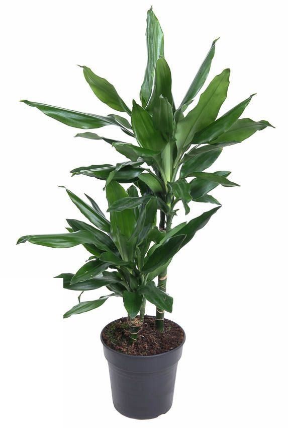 Dracaena Janet Lind